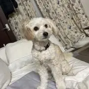 はつかの画像