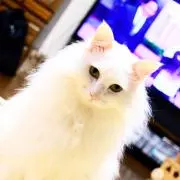 はく