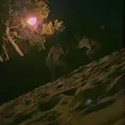 ショウの画像