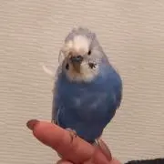やっち♡の画像