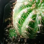 じゃがびー