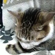キジシロの画像