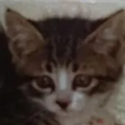 めーちゃん