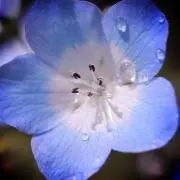 さやの画像