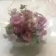 レイカナ☆プロフご覧くださいの画像