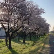 falの画像