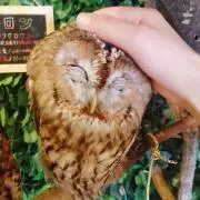 ふくみの画像