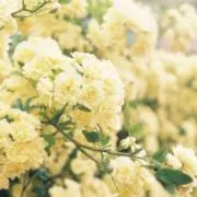 お値引き相談お受け致します♡MIMOZAの画像