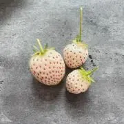 ぴっちゃんの画像