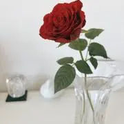 どんちゃ