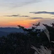 たかの画像