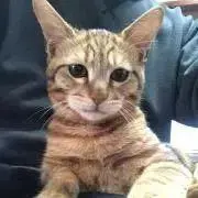 猫太の色々の画像