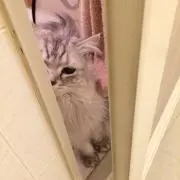 mermermeの画像