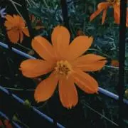 Purple Flowerの画像