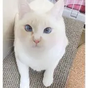 月の画像