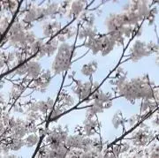 YKの画像