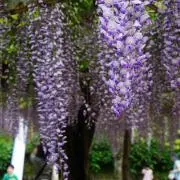 おーの画像