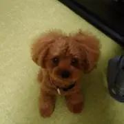 ぷりん