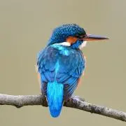 sanzoの画像