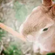 sayaの画像