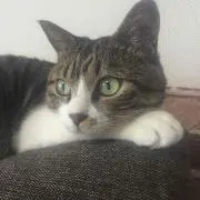 mottiの画像