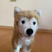 ぺろままの画像
