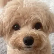 Tani
