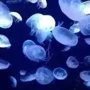 こあら#プロフィール確認の画像