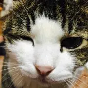 まつちよ。の画像