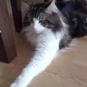 ソラの画像