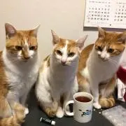 たみみん