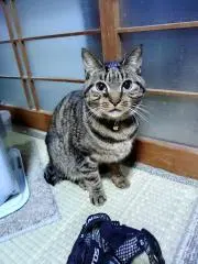 ドロボー猫