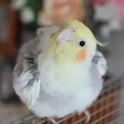 おかめちゃんの画像
