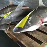 よこうら