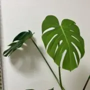 kの画像