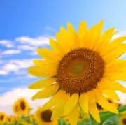 kanoの画像