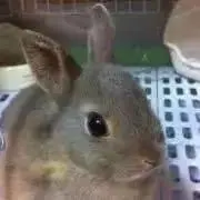 メイの画像