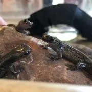 なおし