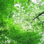 DREAMの画像