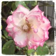 あか★てんとう