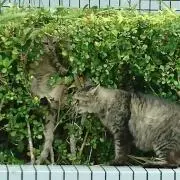 殿