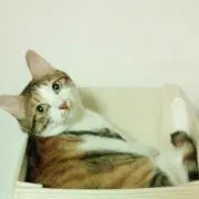 mmmの画像