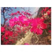 とまと　即購入◎の画像