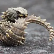 バウバウさん