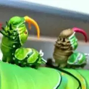 ぼんぽん幼虫