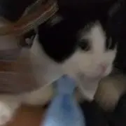 ねこの画像