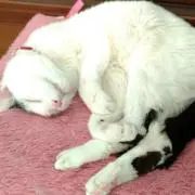 ぶりちゃんの画像