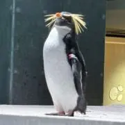Ｘの画像