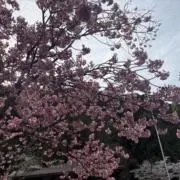 ゆずっこの画像