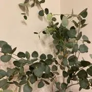 ミニの画像